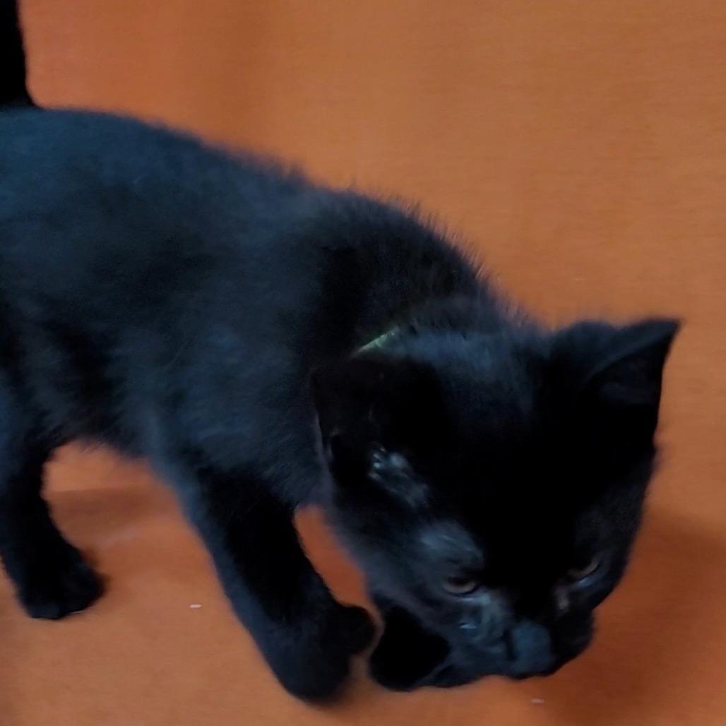 Mikee (lime green collar), Adoptable, Kitten Male Domestic Short Hair & Domestic Short Hair.