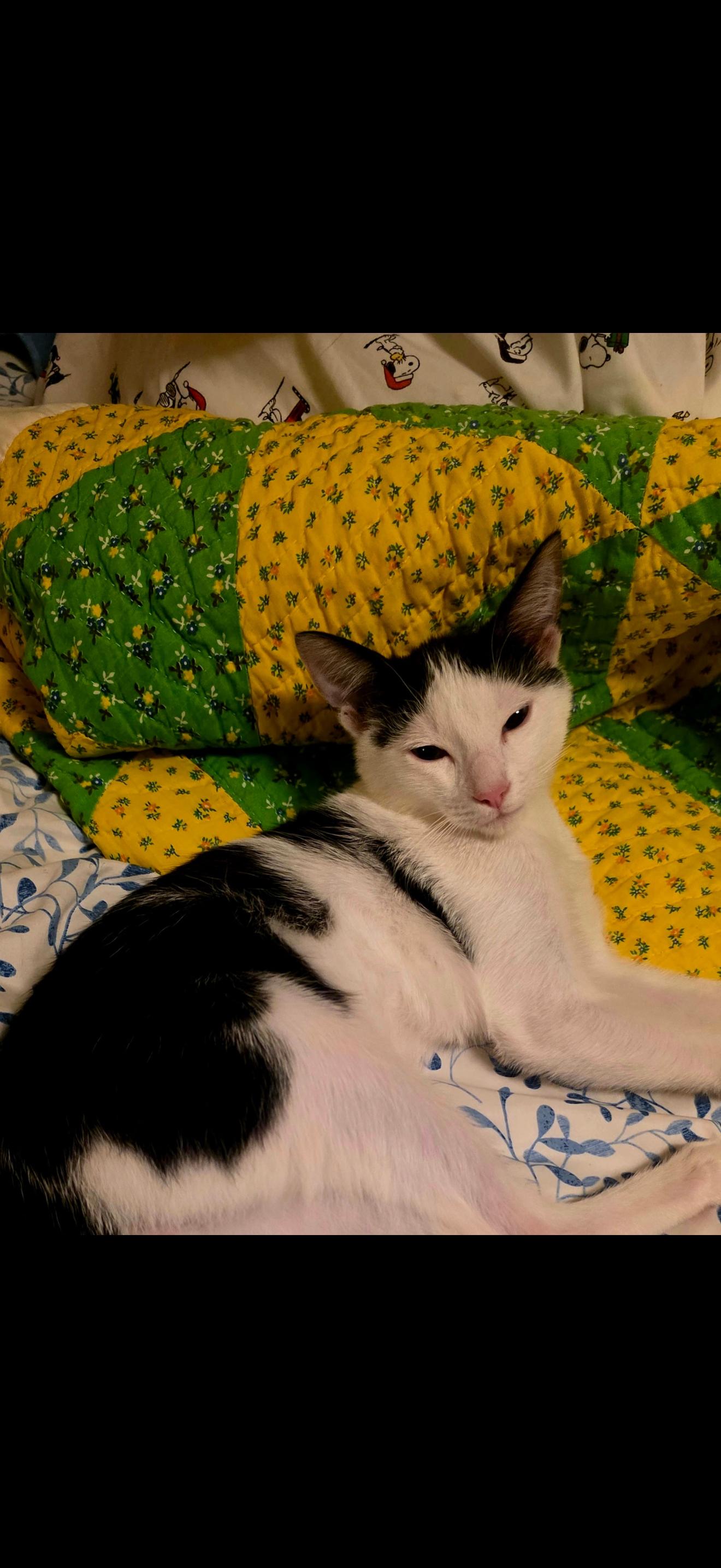 Leo, Adoptable, Kitten Male Domestic Short Hair.