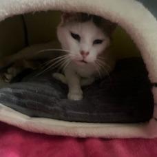 Oatmeal, Adoptable, Adult Female Domestic Short Hair.