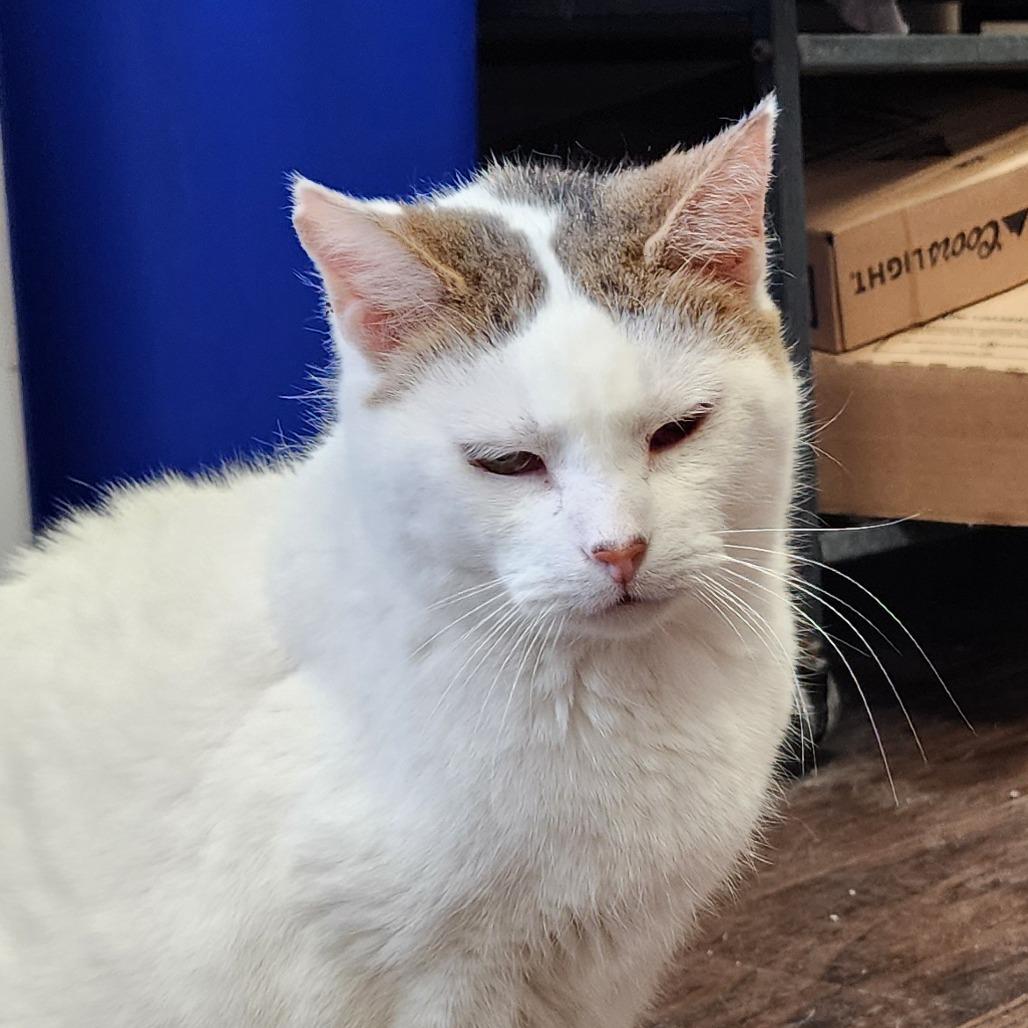 Oatmeal, a Adoptable Domestic Short Hair in Muncie, IN image 2/3