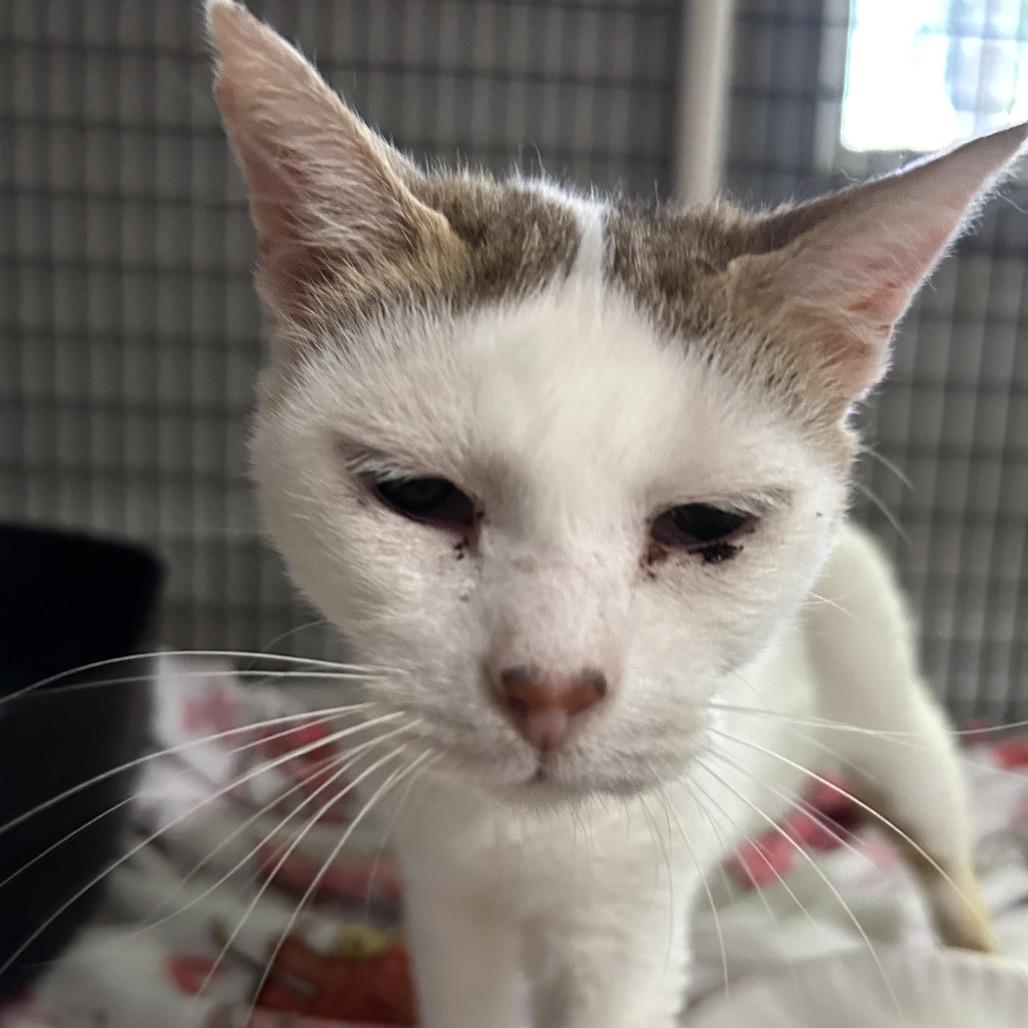 Enlarge Oatmeal, a Adoptable Domestic Short Hair in Muncie, IN image 2/2