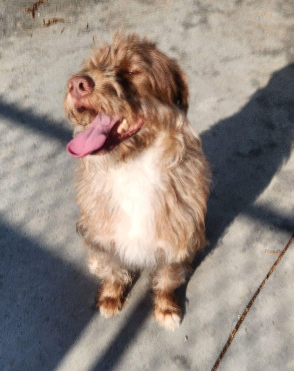Midge, ADOPTABLE, Adult Female Goldendoodle & Terrier.