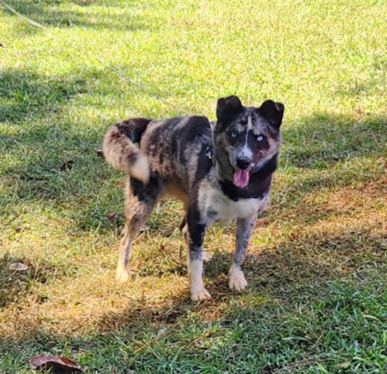 Cindra, a Adopted Australian Shepherd image 1/6
