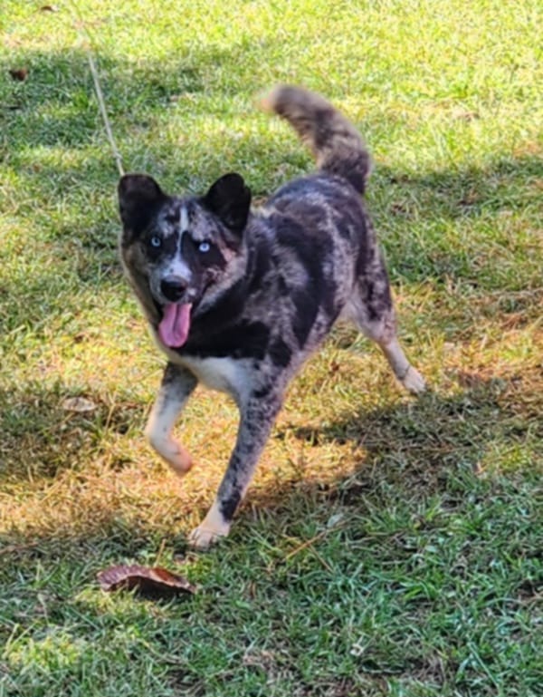 Cindra, a Adopted Australian Shepherd image 2/6