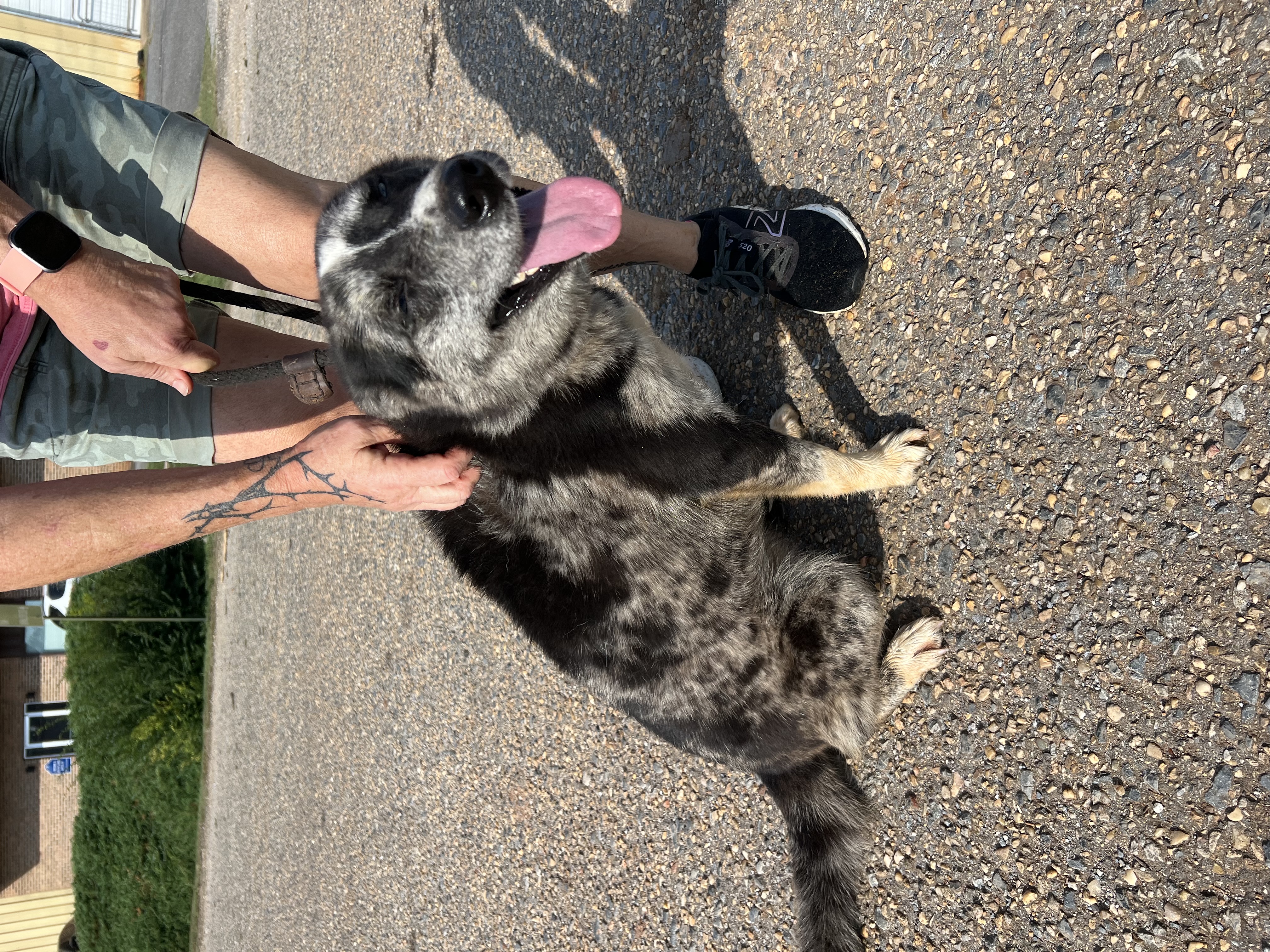 Cindra, a Adopted Australian Shepherd image 3/6