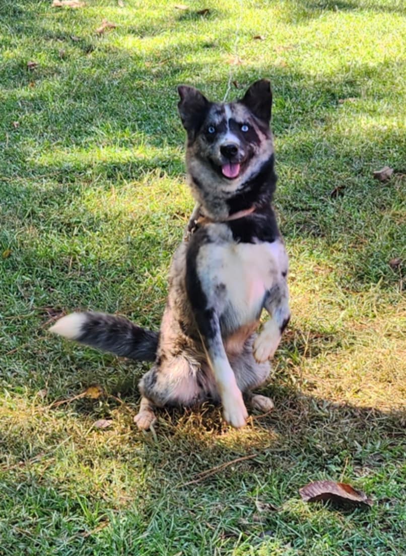 Cindra, a Adopted Australian Shepherd image 4/6