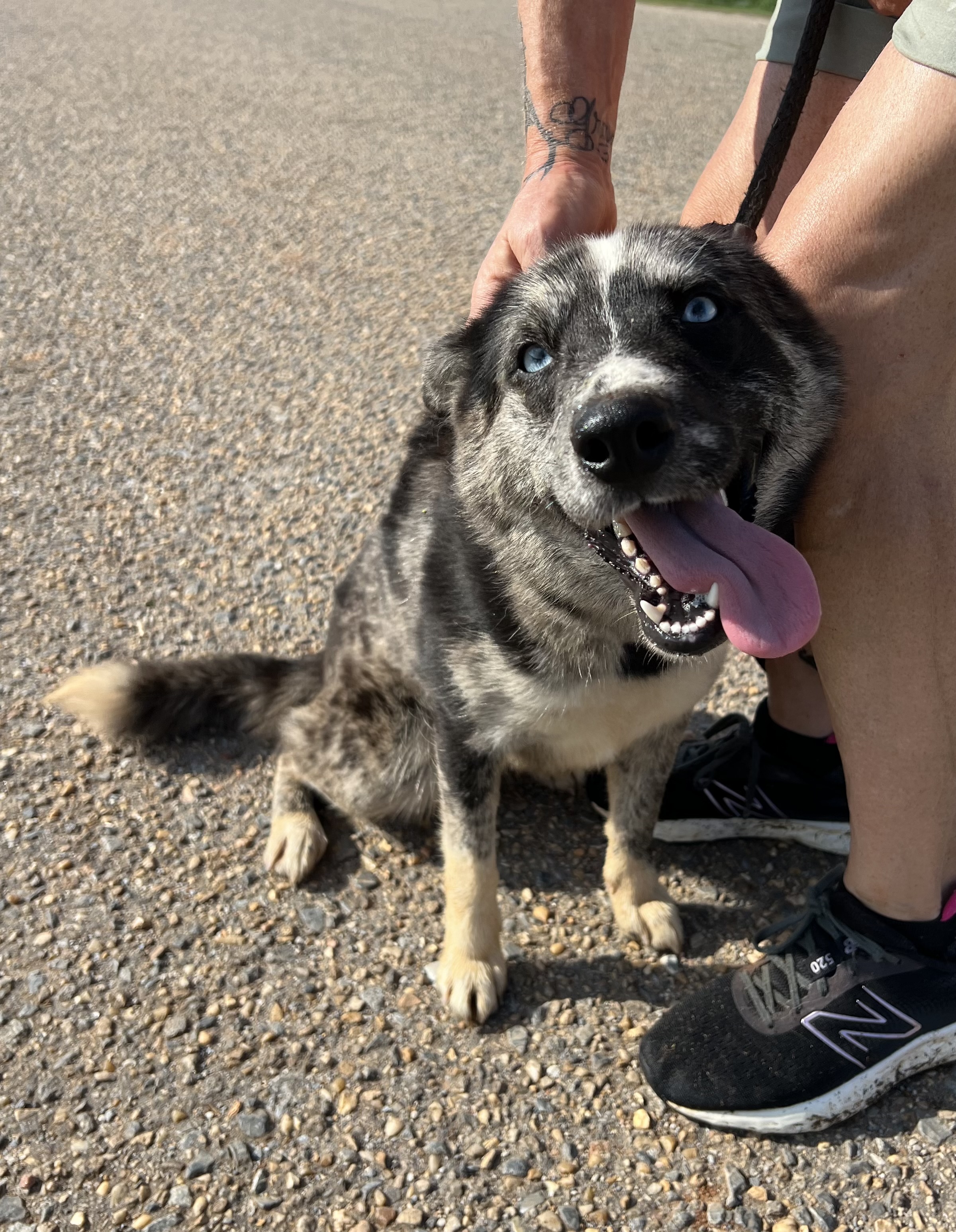 Cindra, a Adopted Australian Shepherd image 5/6