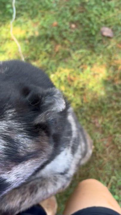 Enlarge Cindra, a Adopted Australian Shepherd video 6/6