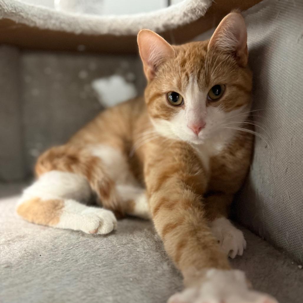 Andrew Garfield, ADOPTABLE, Young Male Domestic Short Hair.