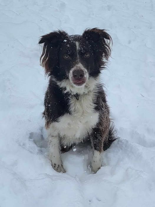 Cliff, an adoptable Border Collie in Chestertown, MD, 21620 | Photo Image 1