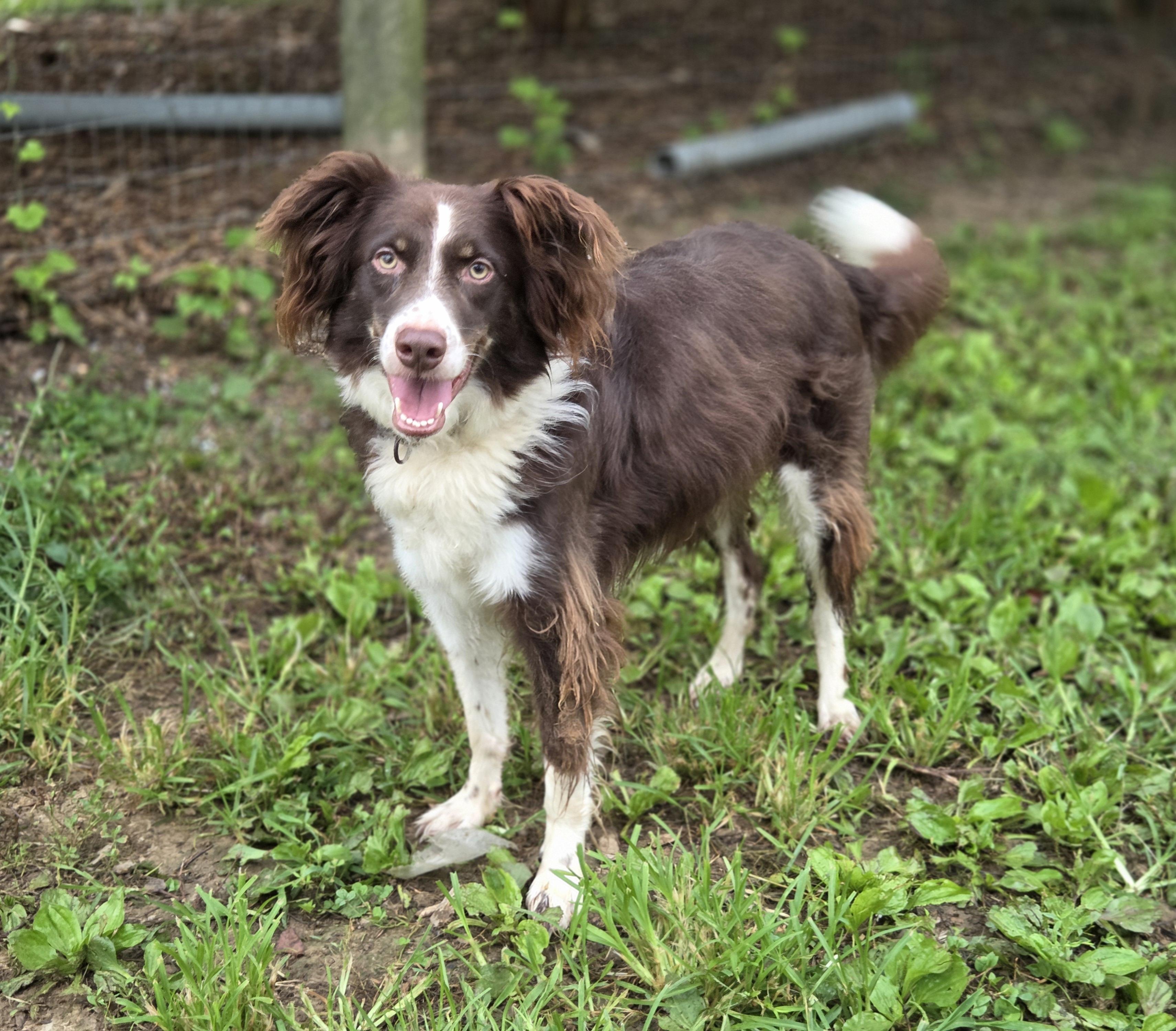 Cliff, an adoptable Border Collie in Chestertown, MD, 21620 | Photo Image 2