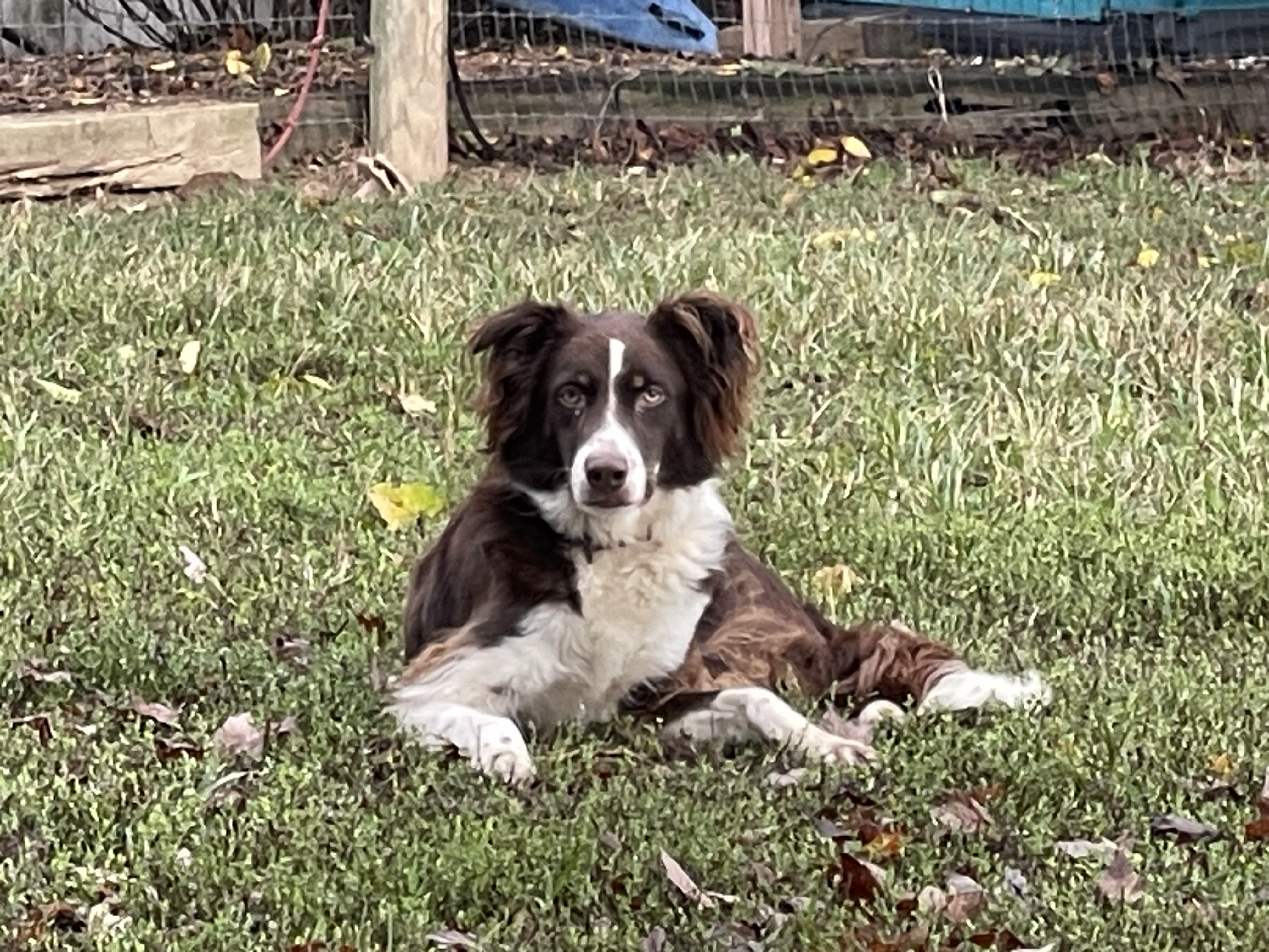 Cliff, an adoptable Border Collie in Chestertown, MD, 21620 | Photo Image 3