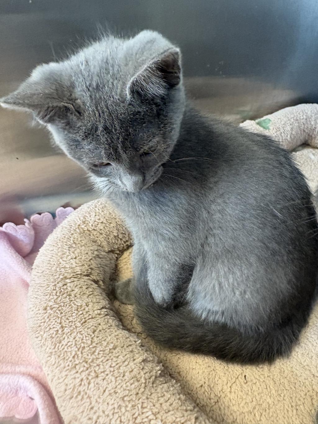 Titus, an adoptable Domestic Short Hair in Little Falls, MN, 56345 | Photo Image 1