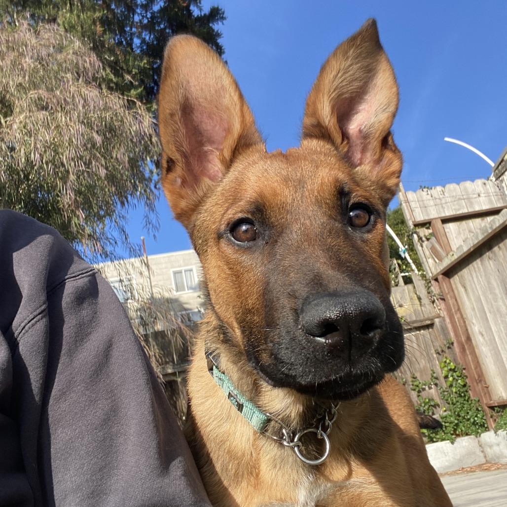 Paddington, Adoptable, Young Male Shepherd.