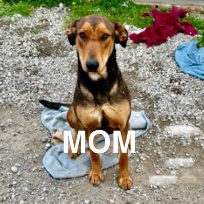 Paddington, a Adoptable mixed breed in San Francisco, CA image 2/6