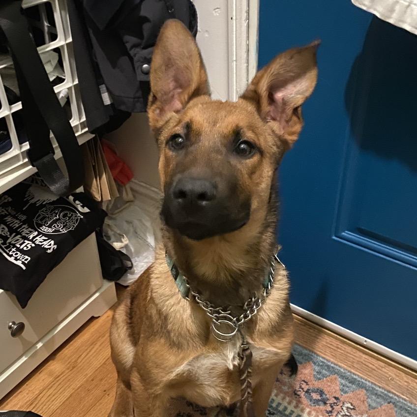 Paddington, a Adoptable mixed breed in San Francisco, CA image 3/6