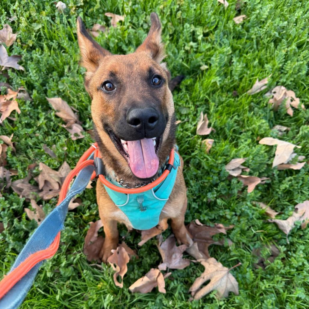 Paddington, a Adoptable mixed breed in San Francisco, CA image 4/6