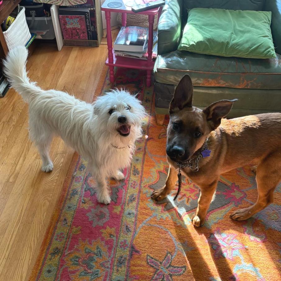 Paddington, a Adoptable mixed breed in San Francisco, CA image 5/6