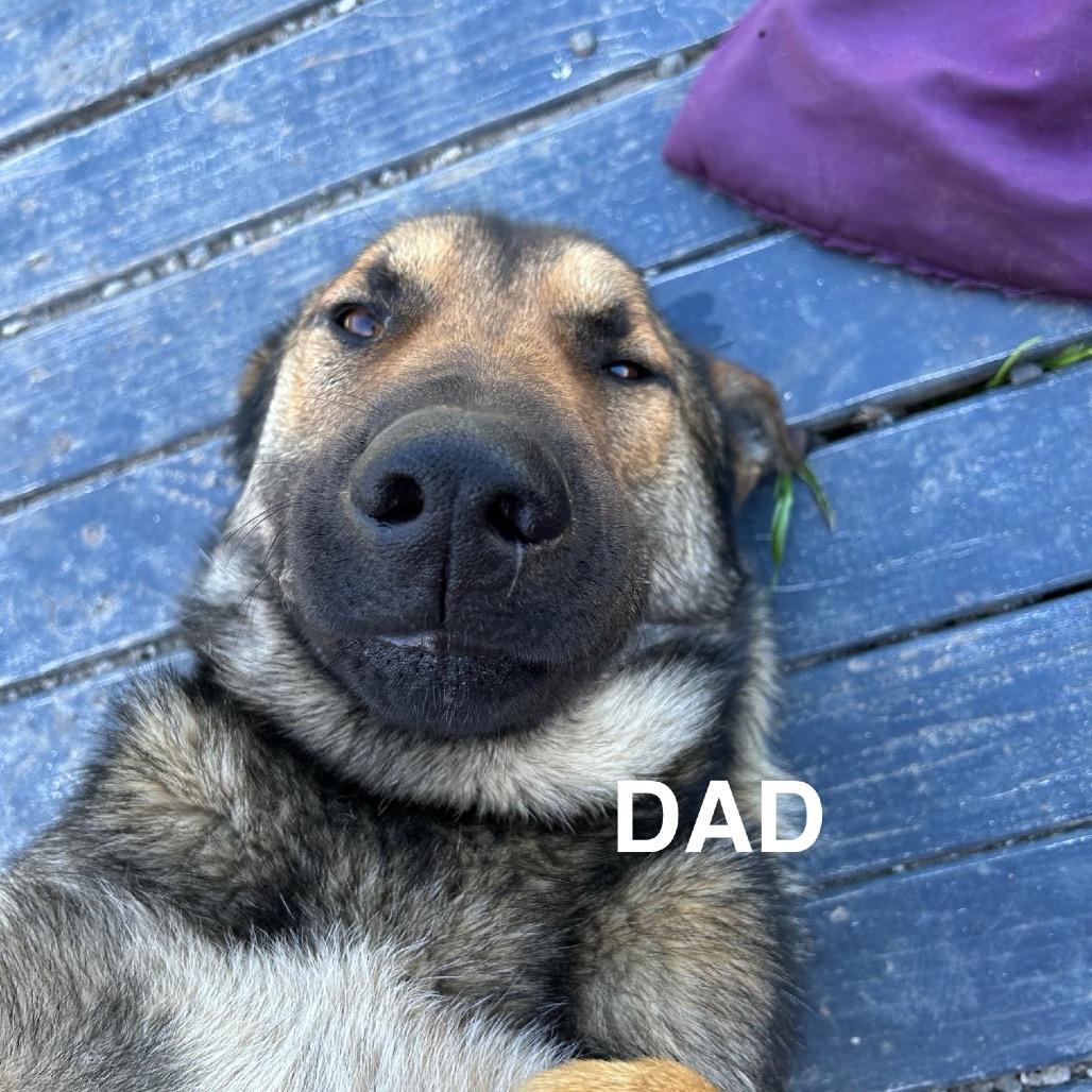 Paddington, a Adoptable mixed breed in San Francisco, CA image 6/6