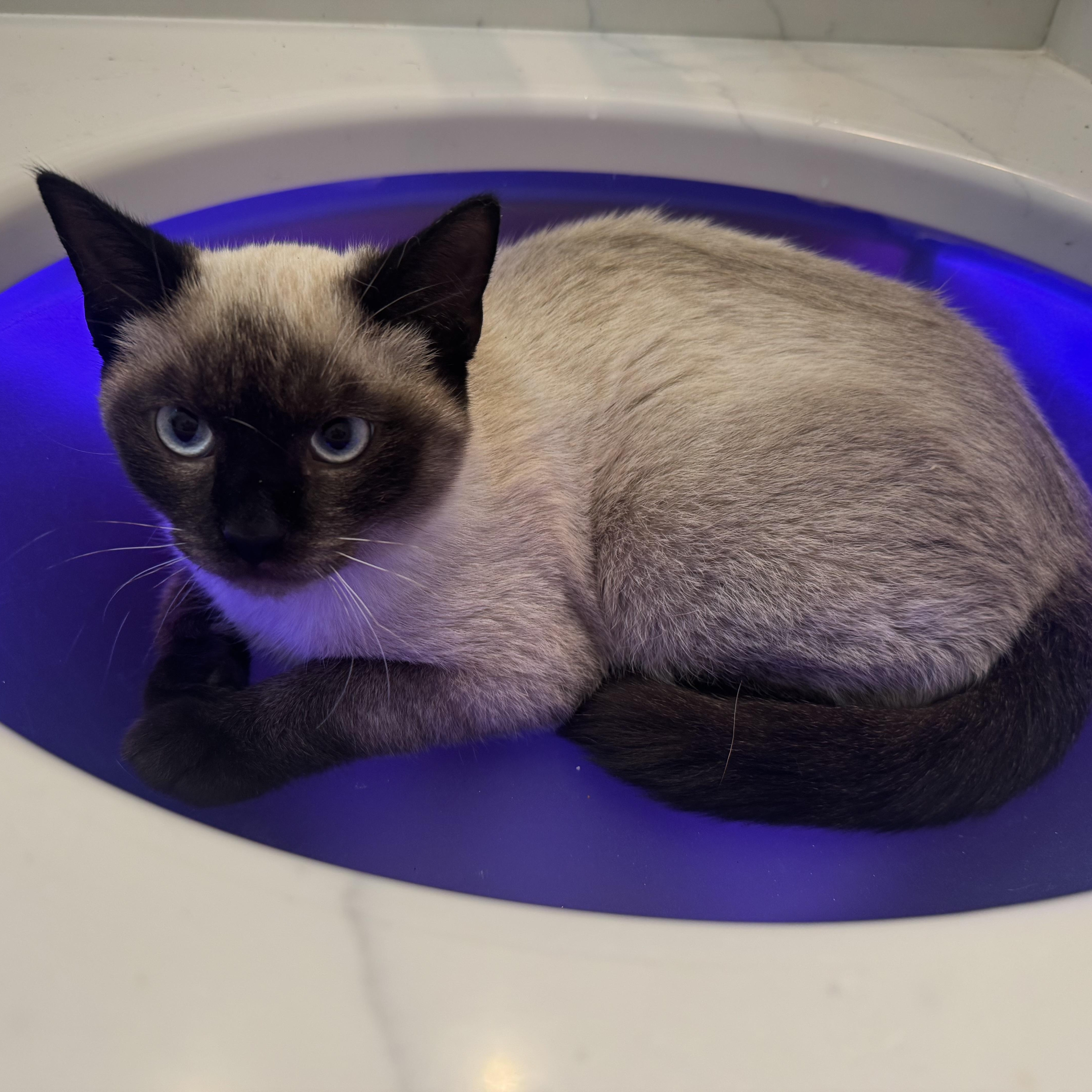 Enlarge Dominic, an adopted Siamese in Memphis, TN image 2/5