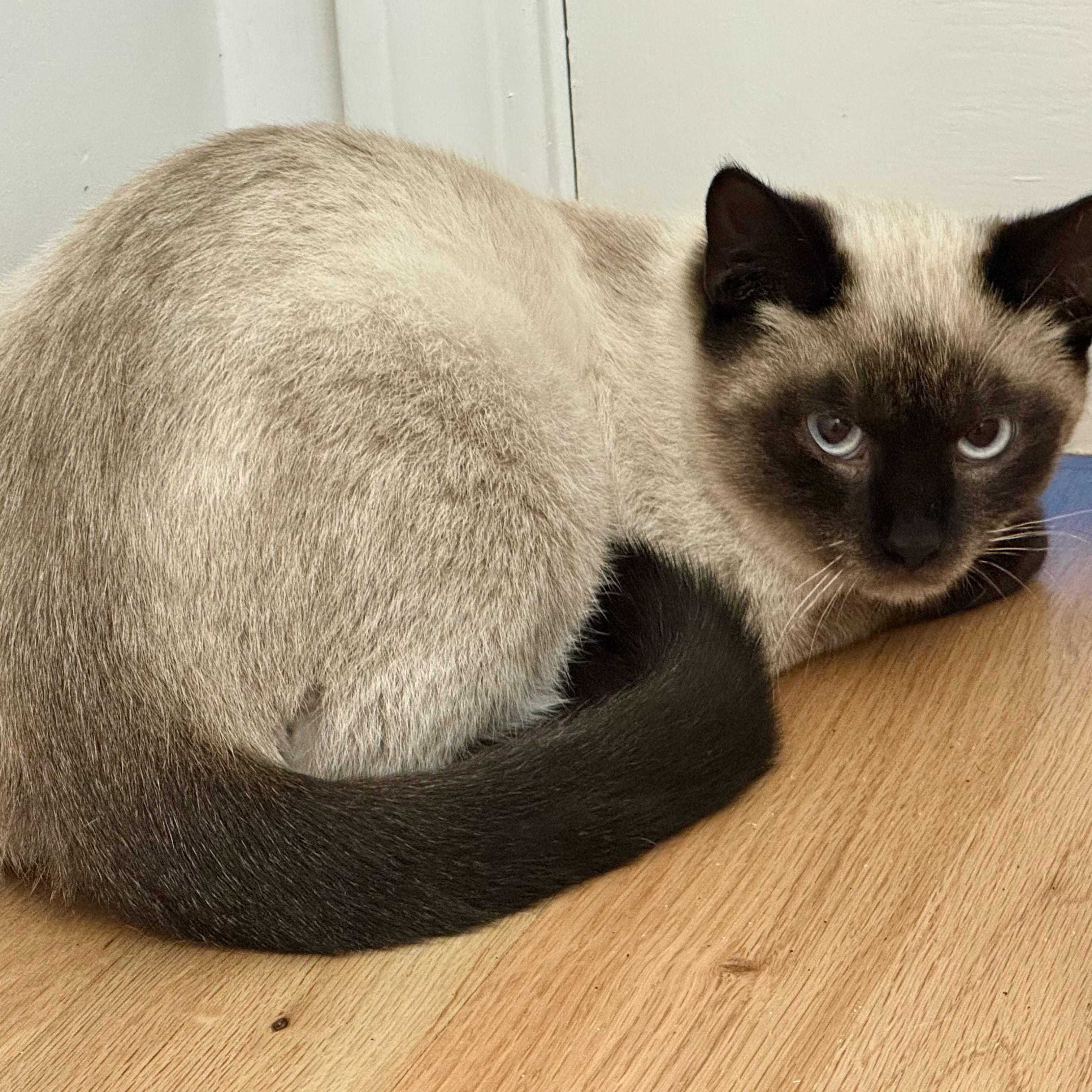 Enlarge Dominic, an adopted Siamese in Memphis, TN image 3/5