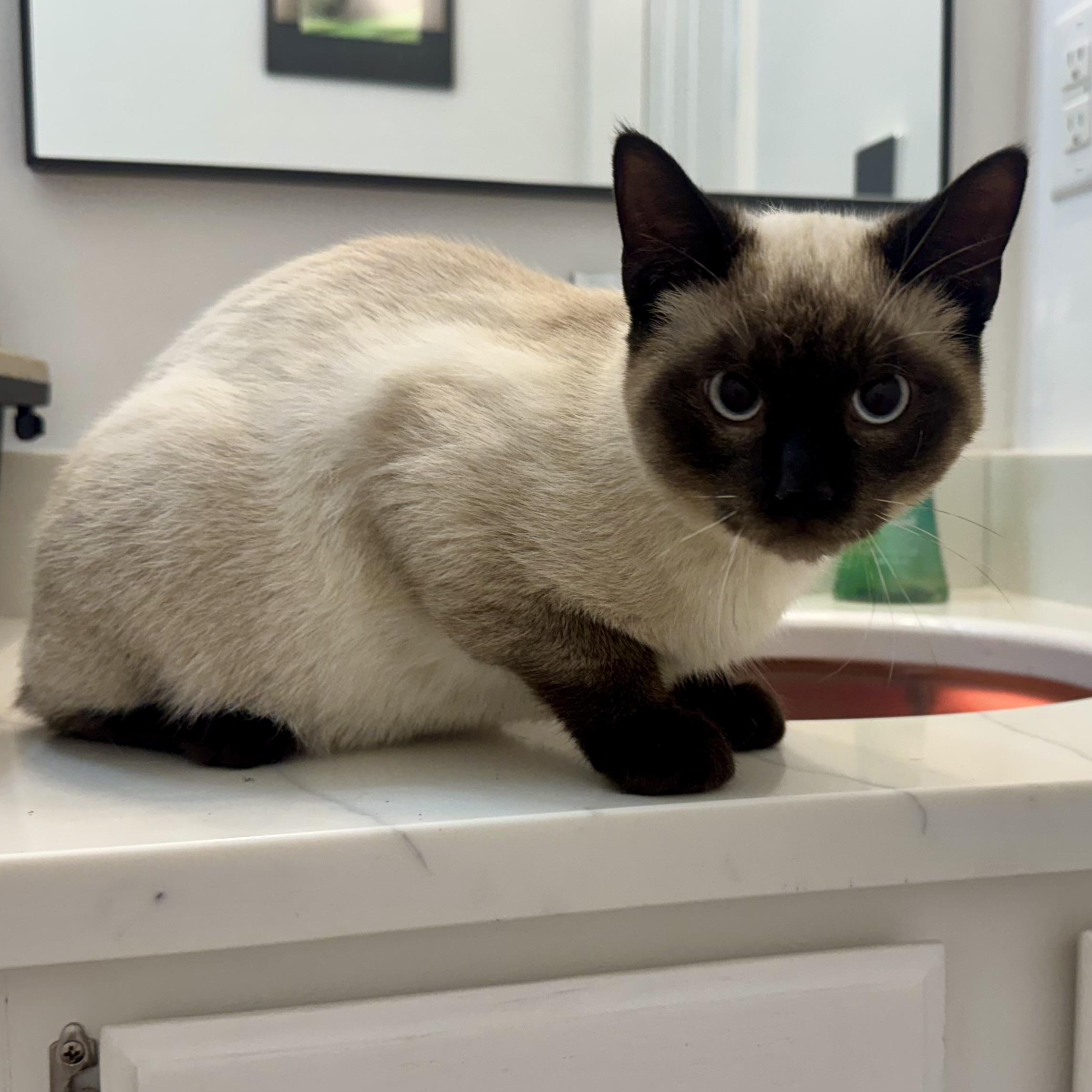 Dominic, adopted, Young Male Siamese.
