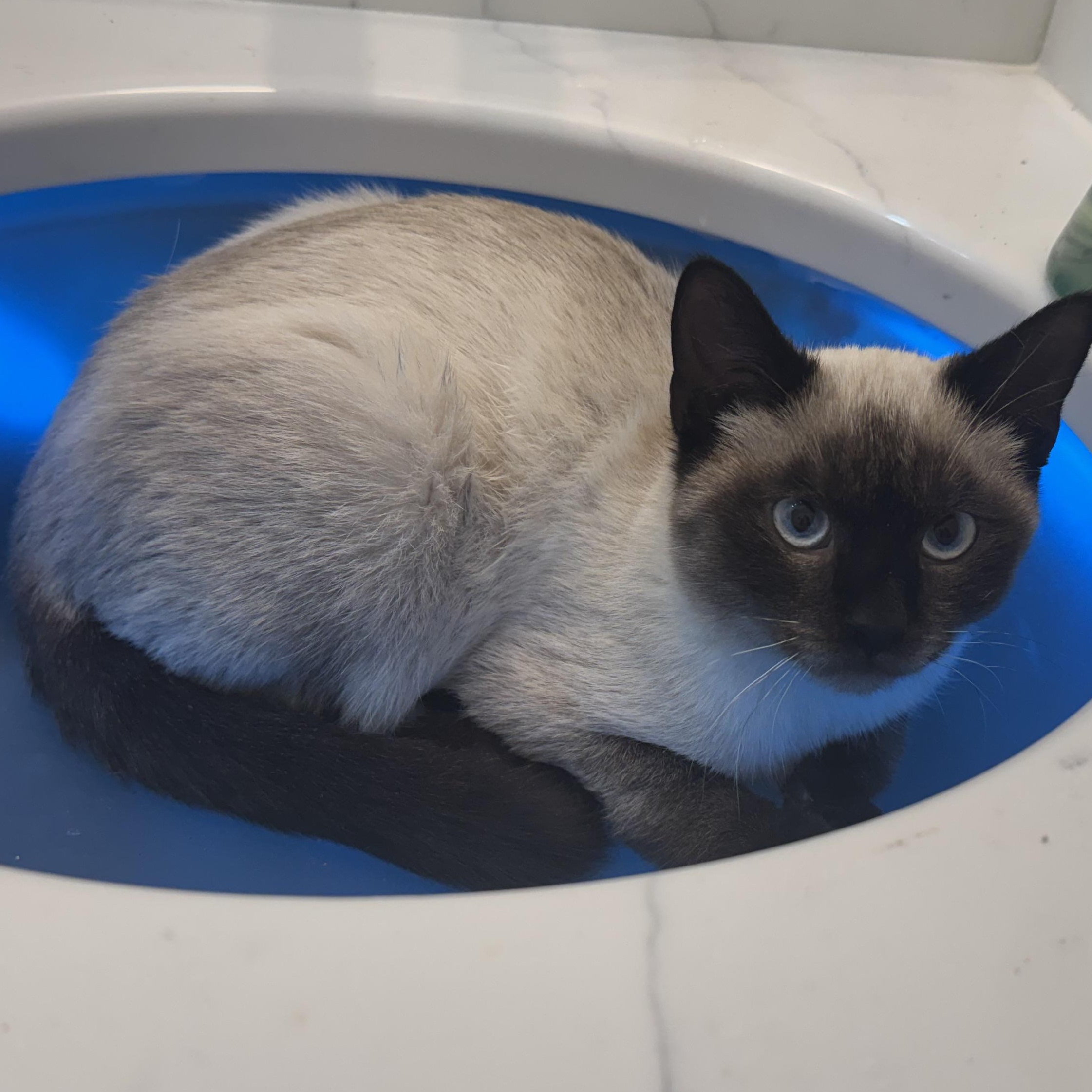 Enlarge Dominic, an adopted Siamese in Memphis, TN image 5/5