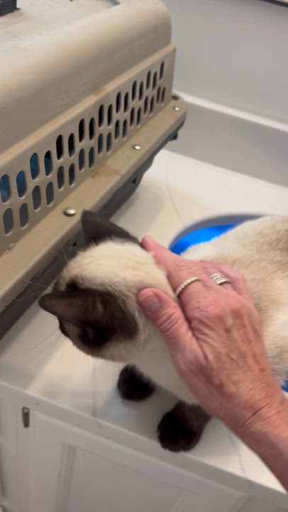 Enlarge Dominic, an adopted Siamese in Memphis, TN video 4/5