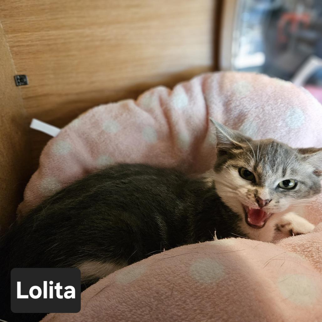 Lolita, a Adoptable Domestic Short Hair in Nashville, TN image 1/2