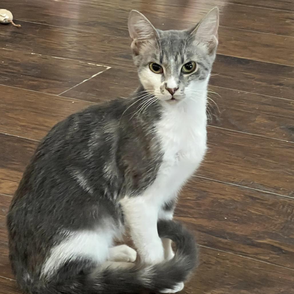 Lolita, a Adoptable Domestic Short Hair in Nashville, TN image 2/2