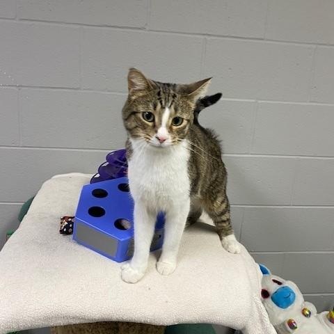 Tuna, an adopted Domestic Short Hair in Allegan, MI image 2/5