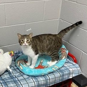 Tuna, an adopted Domestic Short Hair in Allegan, MI image 3/5