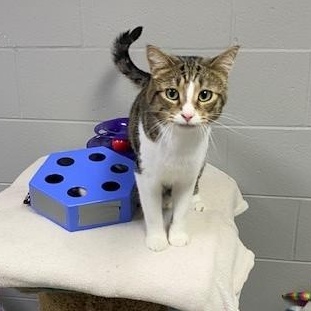 Tuna, an adopted Domestic Short Hair in Allegan, MI image 4/5