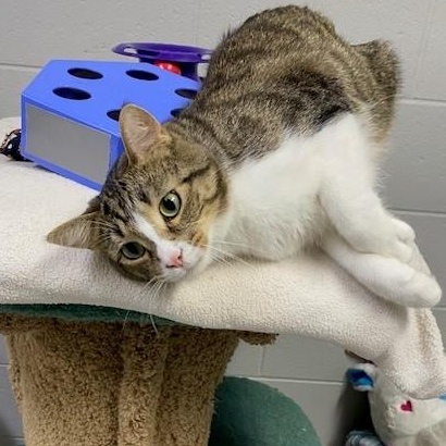 Tuna, an adopted Domestic Short Hair in Allegan, MI image 1/5