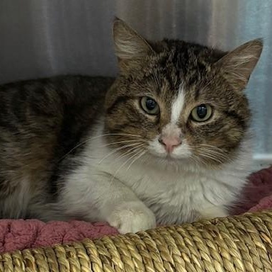 Enlarge Tuna, a Adoptable Domestic Short Hair in Allegan, MI image 1/1