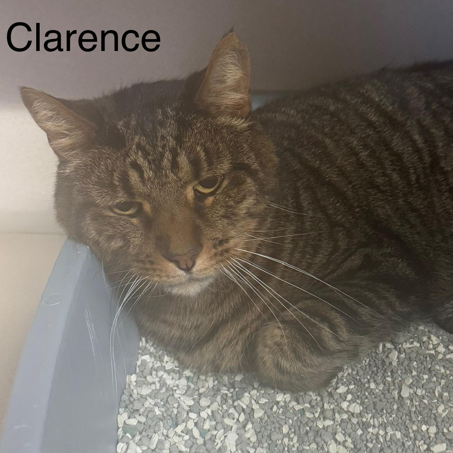 Clarence, Adoptable, Adult Male Domestic Short Hair.