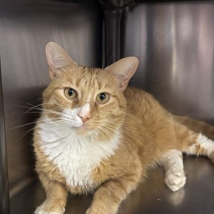 Milo, ADOPTABLE, Adult Male Domestic Short Hair.