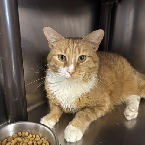Milo, a ADOPTABLE Domestic Short Hair in Braintree, MA image 2/6