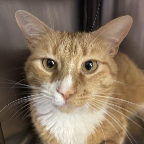 Milo, a ADOPTABLE Domestic Short Hair in Braintree, MA image 5/6