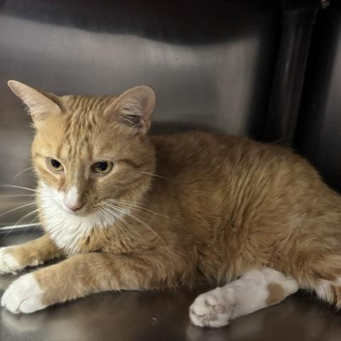 Milo, a ADOPTABLE Domestic Short Hair in Braintree, MA image 3/6