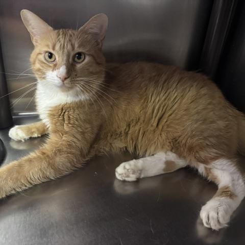 Milo, a ADOPTABLE Domestic Short Hair in Braintree, MA image 6/6