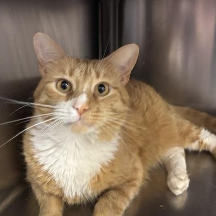 Milo, a ADOPTABLE Domestic Short Hair in Braintree, MA image 4/6