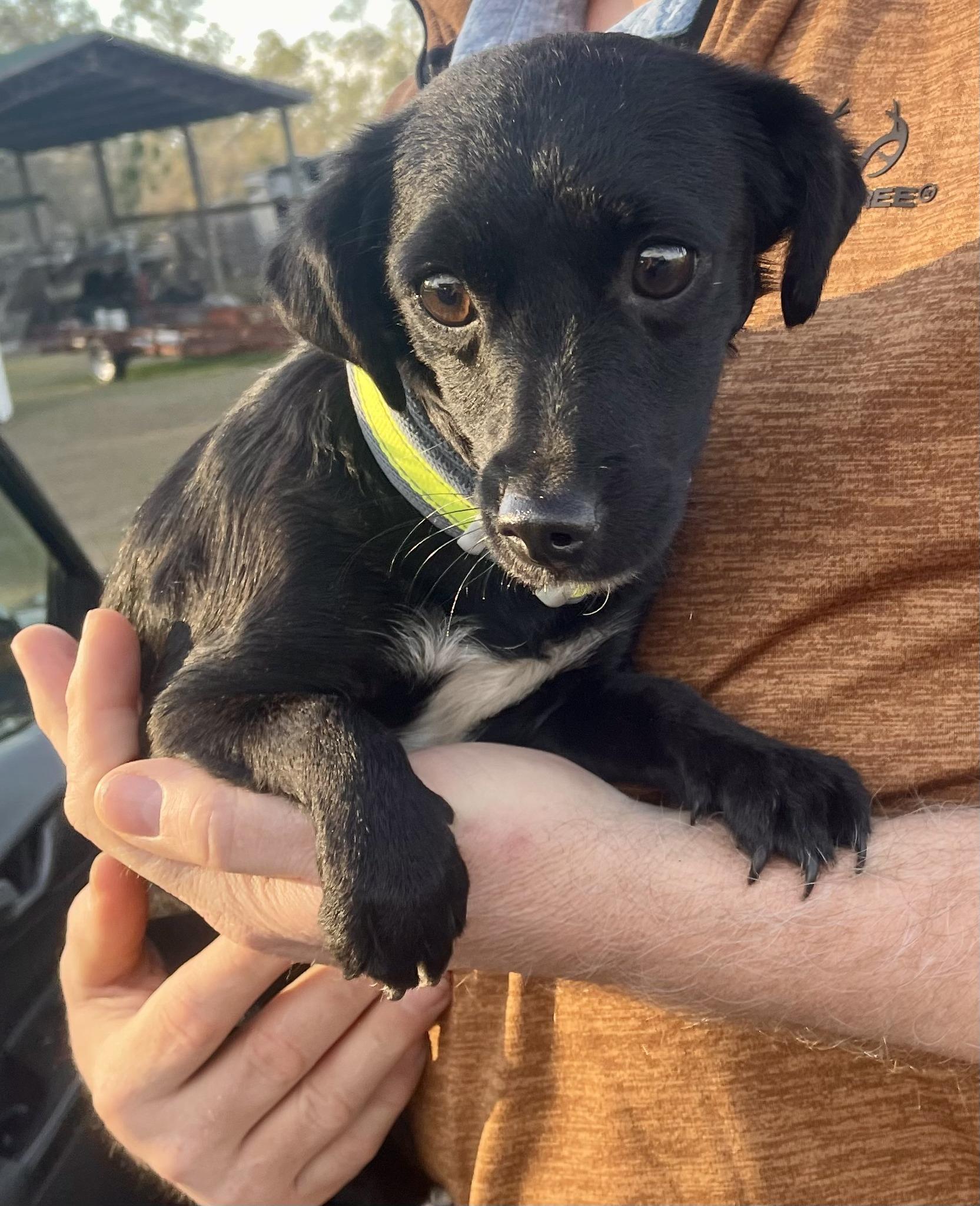 Francie, Adoptable, Young Female Rat Terrier.