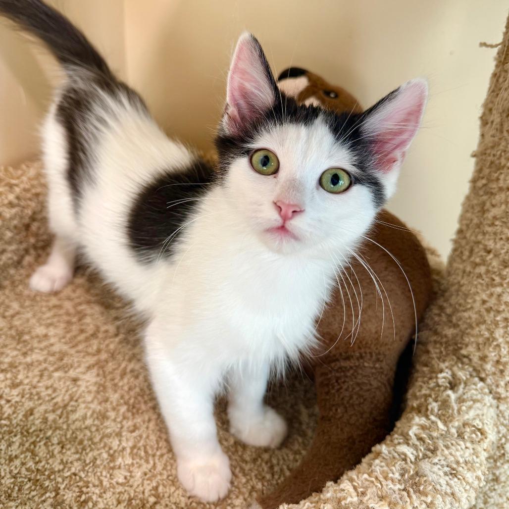 Enlarge Timothy, a Adoptable Domestic Medium Hair in Agoura Hills, CA image 1/6