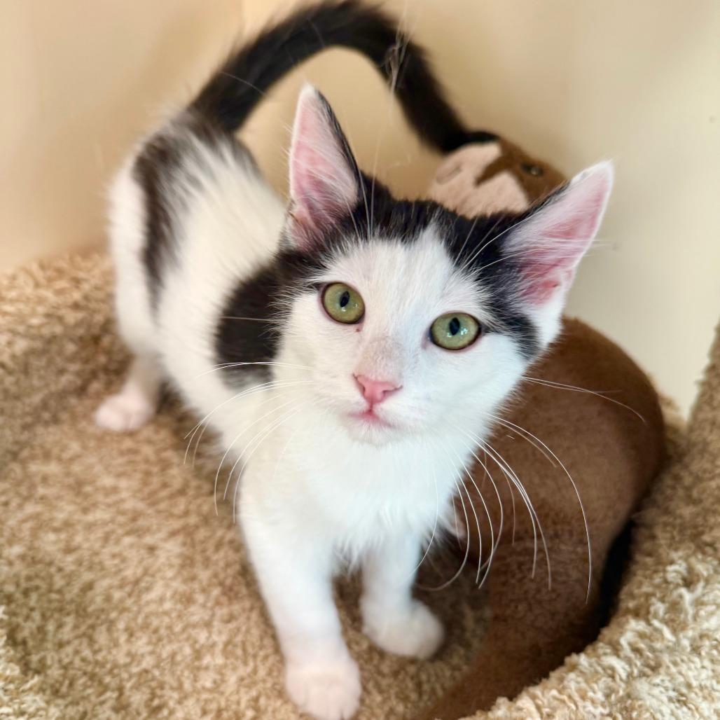 Enlarge Timothy, a Adoptable Domestic Medium Hair in Agoura Hills, CA image 2/6