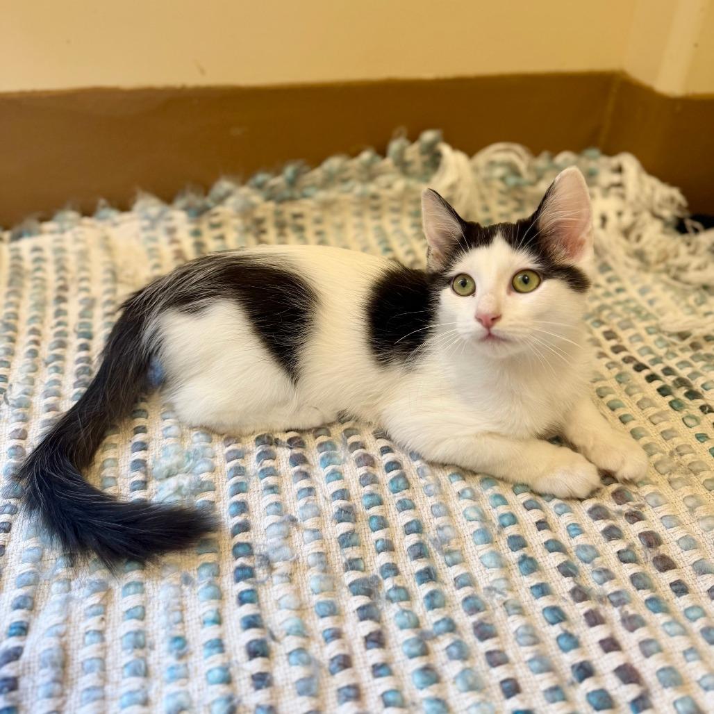 Enlarge Timothy, a Adoptable Domestic Medium Hair in Agoura Hills, CA image 3/6