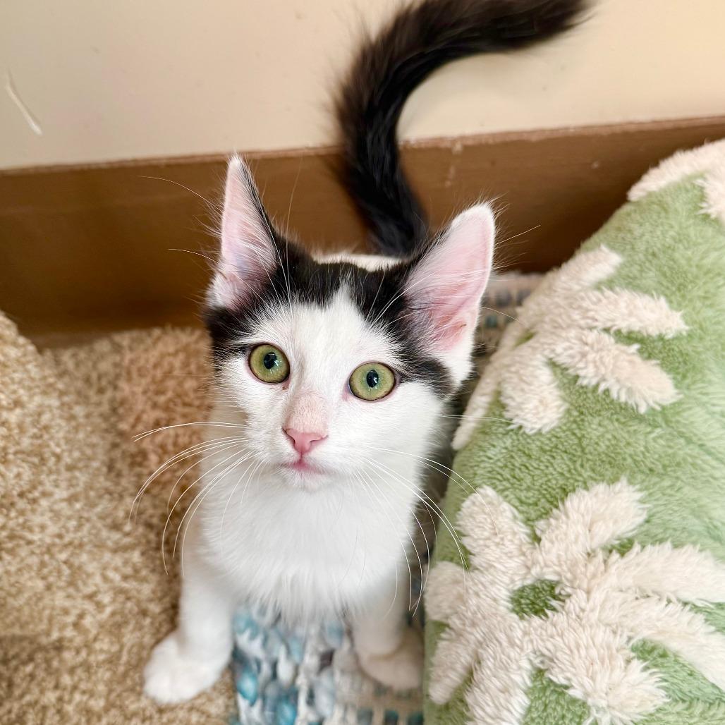 Enlarge Timothy, a Adoptable Domestic Medium Hair in Agoura Hills, CA image 4/6