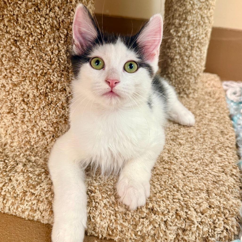 Enlarge Timothy, a Adoptable Domestic Medium Hair in Agoura Hills, CA image 5/6