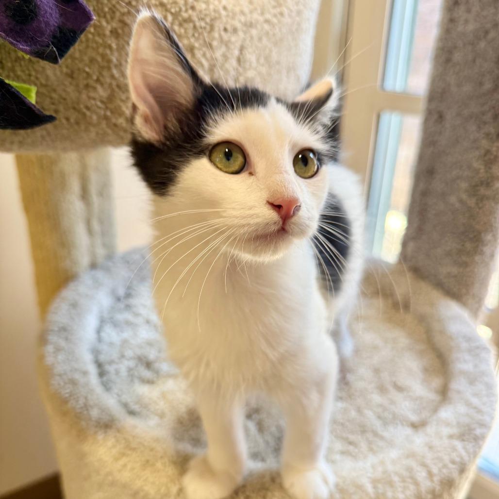 Enlarge Timothy, a Adoptable Domestic Medium Hair in Agoura Hills, CA image 6/6