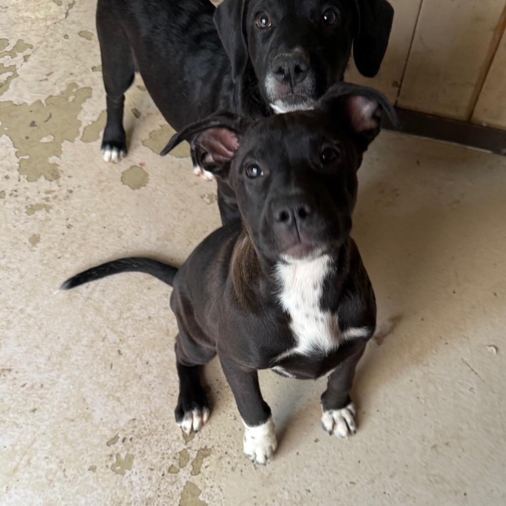 Shania, Adoptable, Young Female Australian Shepherd & Pit Bull Terrier.